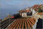 Eine SBB Re 460 fährt mit ihrem IR Richtung Brig durchs herbstliche  St-Saphorin im Lavaux.