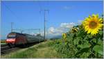 Re 460 037-5 mit IC Genève - Bern - St. Gallen bei Allaman am 25. Juli 2007  