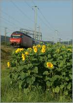 Die SBB Re 460 101-9 mit ihrem IR 2115 Biel/Bienne - Konstanz beim diesjhrigen Sonnenblumenfeld zwischen Pieterlen und Lengnau.
23. Juli 2013