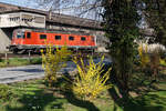 ERSTES FRÜHLINGSERWACHEN MIT BLÜHENDEM FORSYTHIE-STRAUCH UND DER Re 620 084-4  UZNACH .
Am 19. März 2020 konnte die Re 620 084-4 in Gerlafingen beobachtet und fotografiert werden. Besondere Beachtung gilt dem weissen f. Hier handelt es sich um eine der wenigen Re 620 Lokomotiven mit Funkverbindung.
Wegen dem Frühlingsanfang wählte ich absichtlich zur Abwechslung einmal ein Bahnmotiv der anderen Art.
Solche herrlichen Blüten erlebt man nämlich nicht während dem ganzen Jahr.
Foto: Walter Ruetsch