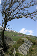 Baum und Berglandschaft mit Zug -    Ein Regionalzug der MGB bei Andermatt auf dem Weg hinauf zum Oberalbpass.