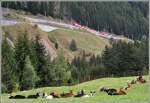 Whrend es sich die Ziegen gemtlich gemacht haben, klettert R822 bei Selva Richtung Oberalppass (25.09.2012)