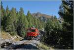 Die DFB HGm 4/4 61 ist mit ihrem Dieselzug von Realp nach Oberwald in einem Waldstück kurz vor Oberwald unterwegs.