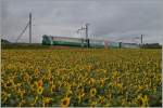 Der BAM Regionalzug N° 112 von Morges nach Bière erreicht in Kürze Yens.
3. Juli 2014