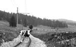 NStCM__Solo-Tw beim Col de la Givrine, wenige km vor La Cure. Ich war's nicht. Die Kuh war selbständig aufs Gleis gestiegen.__01-09-1976
