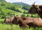 Landschaftsidylle im Tösstal: die Kühe interessieren sich nur wenig für den Regionalzug von Rüti ZH nach Bauma - Winterthur, aufgenommen zwischen Wald und Gibswil. Gibswil, 31.05.2021