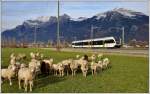 S12 24253 nach Chur. Die Schafe richten ihre Aufmerksamkeit lieber auf den Foto-Graf. (20.11.2014)