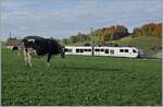 Nicht stören vom in La Verrerie eintreffenden TPF Regionalzug von Palézieux nach Bulle lässt sich die Kuh.