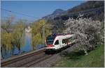 Ein Flirt mitten im Frühling! Zwischen blühenden und Blatt spriessenden Sträucher/Bäumen hindurch sucht sich der SBB RABe 523 058 seinen Weg nach Villeneuve.