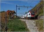 Der SBB RABe 511 103 ist zwischen Bossière und Grandvaux auf dem Weg nach Romont.