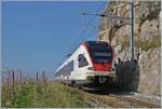 Eng an das steil abfallende Gelände des Lavaux geschmiegt, verläuft das Trasse der  Train des Vignes  Strecke oberhalb von St-Saphorin.