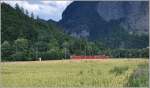 RE1248 mit Ge 4/4 II 621  Felsberg  hat die Klus verlassen und fhrt durch ein Getreidefeld bei Malans. (05.07.2012)