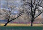Zwischen zizers und Igis braust ein Be 4/4 Pendelzug der RhB durch eine Landschaft, in der auch alte B�ume noch geduldet sind und nicht irgend einer Melioration weichen mussten.