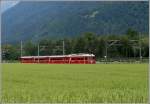 Regio 1551 nach Thusis f�hrt durch ein Kornfeld bei Felsberg.
