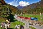 Ge 4/4 II 619  Samedan  fährt mit dem Re nach Davos Platz unter den Augen eines kapitalen grauen Bergziegenbockes und seiner Herde vorbei.Diese alte Haustierrasse ist inzwischen sehr