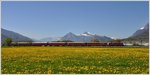 RE1253 mit der Ge 4/4 II 614  Schiers  nach Scuol-Tarasp fährt durch die blühende Ebene zwischen Landquart und Malans, vorbei an Gonzen und Gauschla.(20.04.2016)