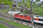 Frühling am Gotthard - Die Raupen des Baum-Weisslings (nachträglich korrigiert), einem Schmetterling, haben diesen Dornenstrauch an der Wattinger Kurve in Besitz genommen und warten nun auf die Verpuppung, in der Hoffnung, dass sie währenddessen nicht von Vögeln entdeckt und gefressen werden. 28.04.2015  