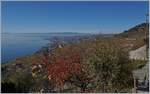 Lavaux! Kein Wunder dass man sagt, dass hier die Deutschschweizer ihre Rückfahrkfarte aus dem Fenster schmeißen...
Doch das Landschaftbild, aufgenommen in Grandvaux, ist auch ein Bahnbild, ganz rechts weisst ein Fahrleitungsmast auf Strecke Lausanne - Bern hin und in der Ferne ist ein  Domino -Zug zu erkennen.
26. Okt. 2017 