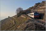 Nochmals der SBB Domino als Train des Vignes, diesmal im Gegenlicht auf seiner Fahrt von Vevey nach Puidoux oberhalb von St-Saphorin unmittelbar vor dem 20 Meter langen Salanfe Tunnel.