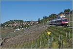 Nach der  Aufwertung  der Strecken 111 zur  Ligne Train des Vignes  übernehmen NPZ den Verkehr, in der Regel der extra dafür gelb/blau gestrichene  Train des Vignes , aber wie das Bild