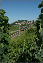 Der  Train des Vignes -Ersatzzug in seinem Element: Mitten in den Reben...