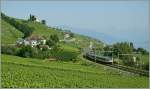  Nur  ein Flirt, und auch mit Sonnenstand hatte ich mich vertan, so ist es eben ein Landschaftbild mit dezenter Bahnbeigabe geworden: Die S3 von Villeneuve nach Allaman kurz vor Lutry in den