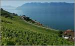 Ein Sommerausblick ber das Lavaux : Re 460 mit IR zwischen Rivaz und Villette.
