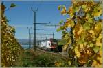 Ein RABe 511 auf dem Weg nach Vevey inmitten bunter Reben bei Cully.