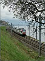 Nicht ganz einfach gestaltete sich heute die Suche nach dem  Frühling : Unter einem blühenden Baum erreicht der SBB RABe 511 102 als RE von Vevey nach Genève das Einfahrsignal von