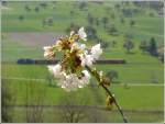 Ge 4/4 III 652  Vaz/Obervaz Lenzerheide-Valbella  ist mit RE1045 hinter Malans unterwegs nach Davos Platz. Die Unschrfe des Hintergrundes ist gewollt, hat mich doch die Kirschblte ebenso fasziniert.(13.04.2008)