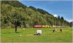 Ge 6/6 II 703  St.Moritz  zwischen Fideris und Jenaz auf dem Weg nach Landquart. (02.09.2016)