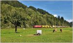 Ge 6/6 II 703  St.Moritz  zwischen Fideris und Jenaz auf dem Weg nach Landquart.