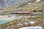 BerninaExpress 951 mit ABe 8/12 3504 am Lago Bianco unweit der Station Ospizio Bernina 2253m.