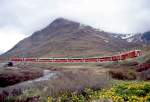 RhB Schnellzug BERNINA-EXPRESS A 501 von Chur nach Tirano am trben 31.05.1992 zwischen Bernina Diavolezza und Bernina Lagalb mit den Triebwagen ABe 4/4II 41 - ABe 4/4II 43 - 2B - BD 2375 - 2A - 2B. Hinweis: noch EW-III-Kompo mit 7 Wagen an der einzigen intensiv blhenden Stelle kurz nach der Schneeschmelze, ich stand tief im Morast! 
