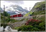 Die Fotowolken werden immer zahlreicher, sodass die Alpenrosen ihre leuchtenden Farben schon fast verloren haben, als R1648 mit ABe 8/12 3508 vorbeifhrt. (15.06.2011)