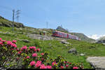 Auf dem Berninapass blühen die Alpenrosen während Allegra 3515 am 12.