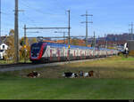 SBB - IR mit dem Twindexx Zügen 502 015 + 502 +014 unterwegs bei Lyssach am 31.10.2021