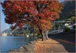 Der bunte Herbst am Genfersee beim Château de Chillon drängt den SBB Flirt RABe 523 auf dem Weg nach Villeneuve in die Nebenrolle.