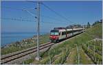 Der SBB RBDe 560 218-4 Domino Pendelzug ist als S7 24736 von Vevey nach Puidoux oberhalb von Rivaz unterwegs und wird in Kürze Chexbres erreichen.