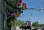 Der SBB RABe 522 201 auf der Fahrt von Genève nach La Plaine erreicht den Blumen geschmückten Bahnhof von Russin. 

19. Juni 2016