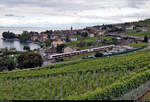 Zwei RABe 523 (Stadler FLIRT) fahren zwischen Epesses (CH) und Cully VD (CH) am Genfersee (Lac Léman) entlang.