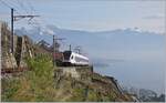 Schon fast ein Flugzug - in den steil zum See abfallenden Rebbergen erklimmt ein SBB RABe 523 auf der  Train des Vigens  Strecke von Vevey nach Puidoux oberhalb von St Saphorin die die Steigung nach Chexbres.

24. November 2019