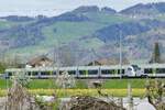 Der RABe 528 117  Brig-Glis  als RE1 nach Zweisimmen am 5.4.24 kurz vor Spiez, wo er vom vorderen Zug getrennt wird.