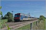 SBB NPZ als RE 18123 auf der Fahrt von Frasne (ab 10:53) nach Neuch�tel (an 11:53) kurz nach dem Bahn�bergang PN 17 zwischen La Rivi�re - Drugeon und Ste-Colombe im franz�sischen Jura. Im Gegensatz zu den EW I die nach Domodossola fahren, sind die hier eingesetzten EW I internationalen Vorschriften unterworfen und haben eine Zulassung f�r Frankreich, wenn wohl auch nur auf dieser Strecke. 

21. August 2019 