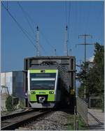 Der BLS NINA Triebzug RABe 525 036 verlässt die Zihlbrücke und wird auf seinem Weg nach Bern gleich die gleichnamige Station erreichen.