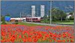 Zwischen Chur West und Felsberg wächst der rote Mohn.