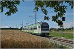 Der Kanton Waadt (VAUD) bietet mit Jura, Mittelland und Alpen nicht nur landschaftlich eine interessante Vielfalt, sondern auch im Bahnverkehr: Von einem schattigen Plätzchen im Schutze eines Baumes konnte ich im  Gros-de-Vaud , der Kornkammer des Kantons, den LEB Be 4/4 64, unterwegs als Regionalzug 131 von Lausanne Flon nach Bercher kurz nach Fey fotografieren. 

25. Juli 2020