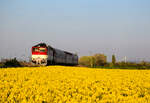 Eine richtiges Frühlingsbild mit Rapsblüten: Die 754 053 (Okuliarnik - Taucherbrille) mit dem Personenzug 4362 von Komárno nach Dunajská Streda kurz nach Nová Stráž.