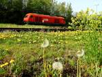 2016 066-0 anlässlich einer Rangierfahrt in frühlingshafter, blühender Umbgebung des Bhf.