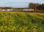 Triebwagen der BR5047 steuert auf der herbstlichen Innkreisbahn als R5965 der Bedarfshaltestelle Peterskirchen entgegen; 131110